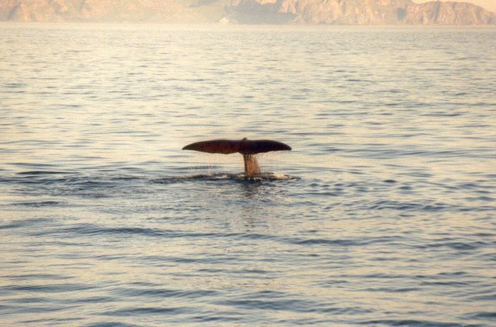 ../Images/023.Whalewatching ab Andenes.jpg